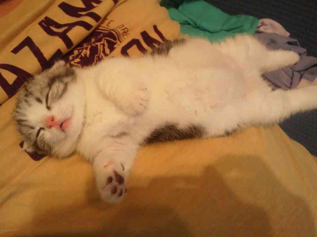 猫の可愛い画像下さい