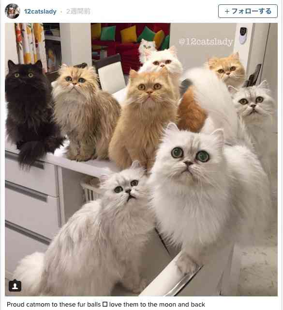 猫の可愛い画像下さい