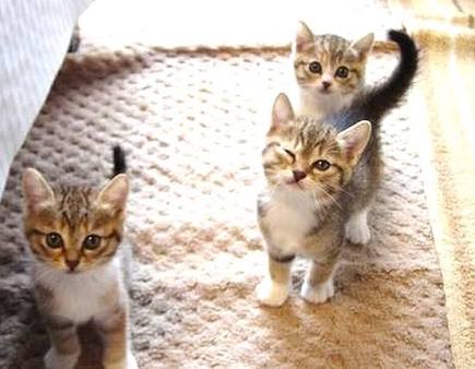 猫の可愛い画像下さい