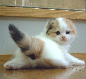 猫の可愛い画像下さい