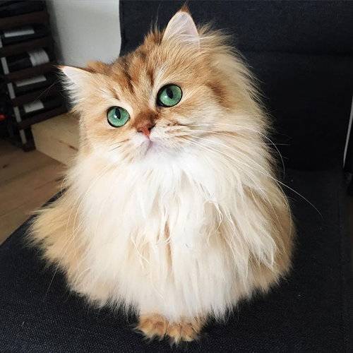 猫の可愛い画像下さい