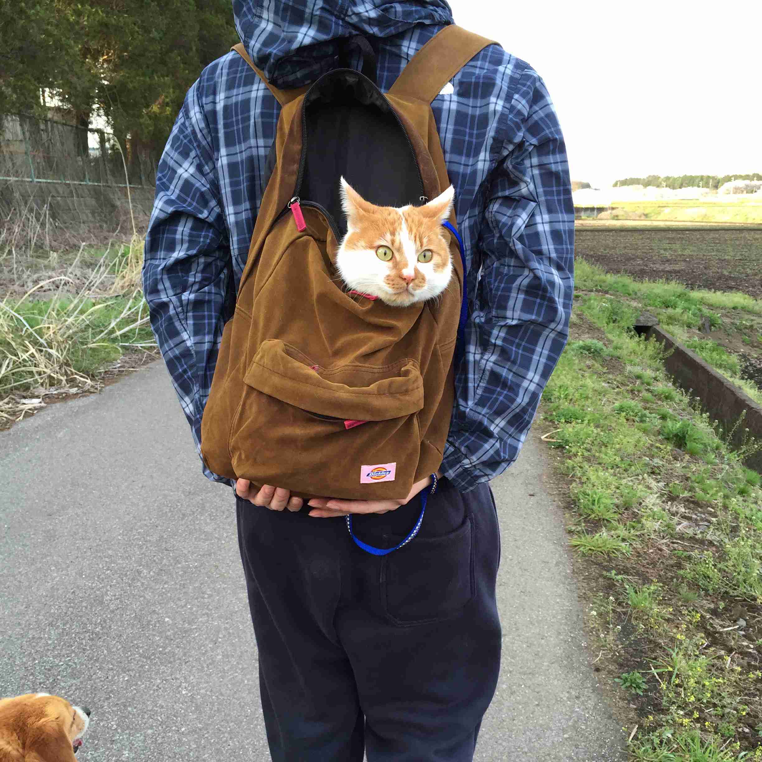 猫の可愛い画像下さい
