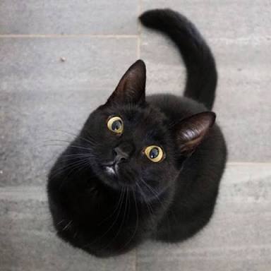 猫の可愛い画像下さい