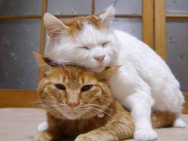 猫の可愛い画像下さい