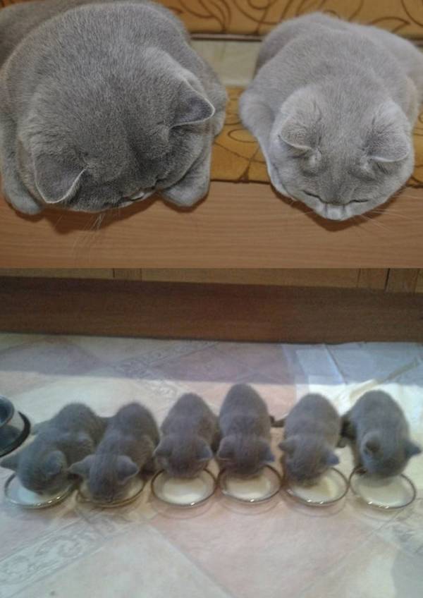 猫の可愛い画像下さい
