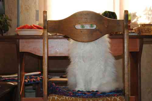 猫の可愛い画像下さい