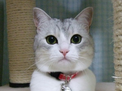 猫の可愛い画像下さい