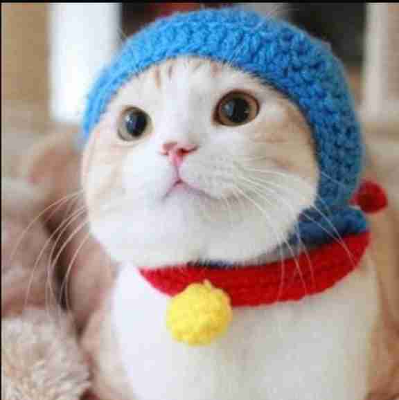 猫の可愛い画像下さい