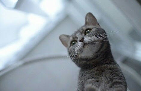 猫の可愛い画像下さい
