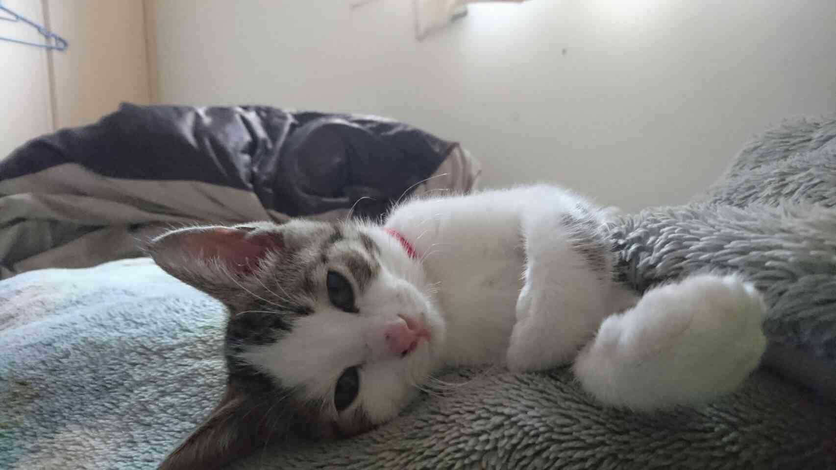 猫の可愛い画像下さい