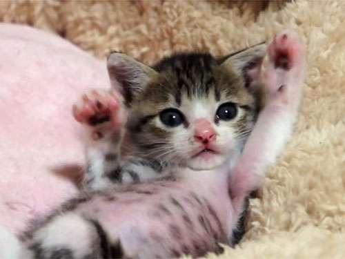 猫の可愛い画像下さい