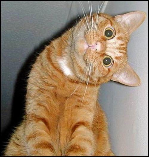 猫の可愛い画像下さい