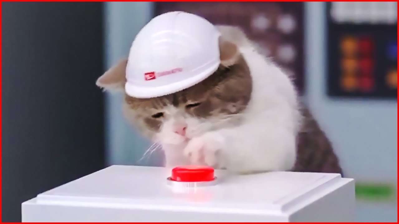 猫の可愛い画像下さい