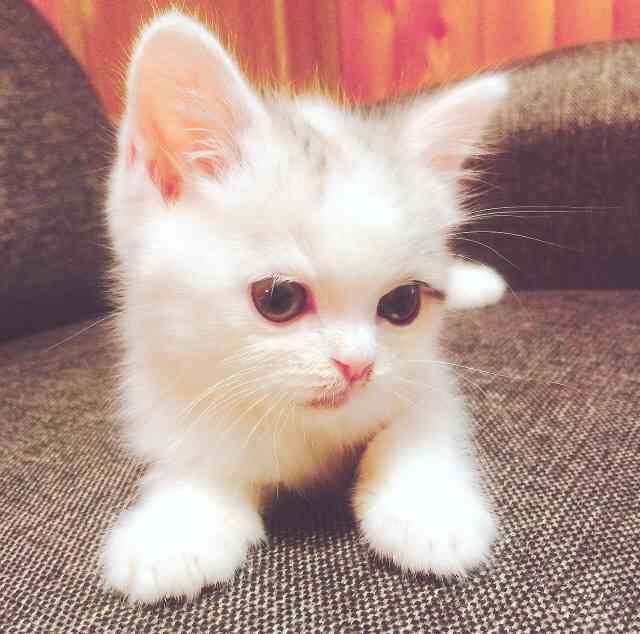 猫の可愛い画像下さい