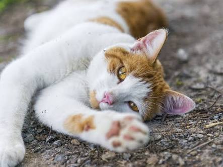 猫の可愛い画像下さい
