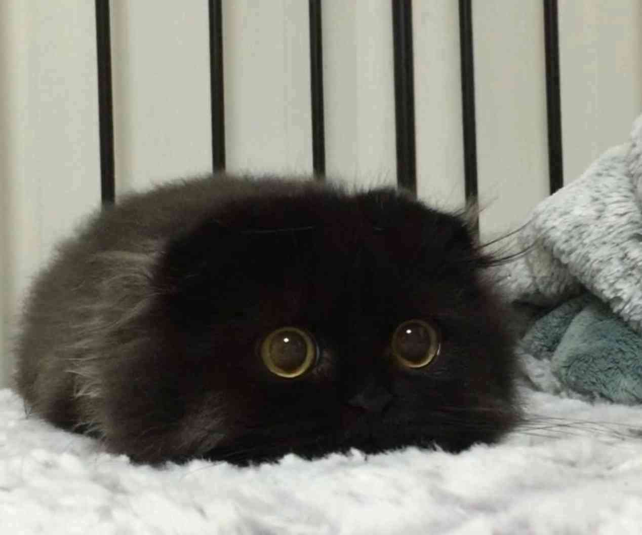 猫の可愛い画像下さい