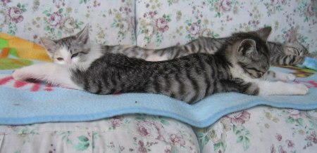 猫の可愛い画像下さい