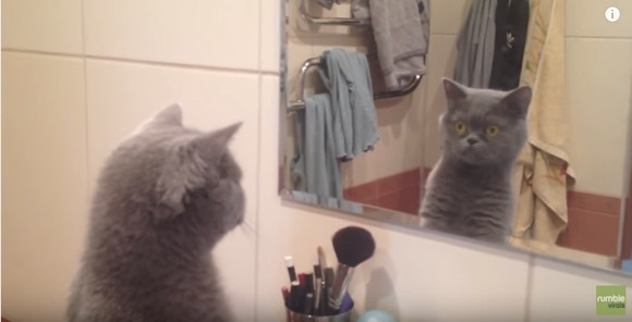 猫の可愛い画像下さい