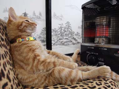 猫の可愛い画像下さい