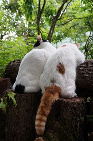 猫の可愛い画像下さい