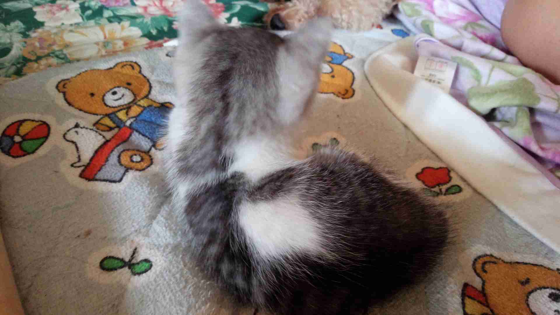 猫の可愛い画像下さい