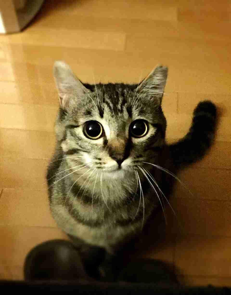 猫の可愛い画像下さい