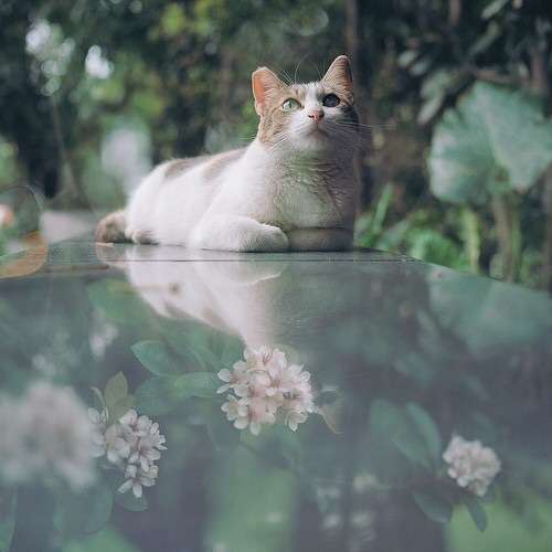 猫の可愛い画像下さい