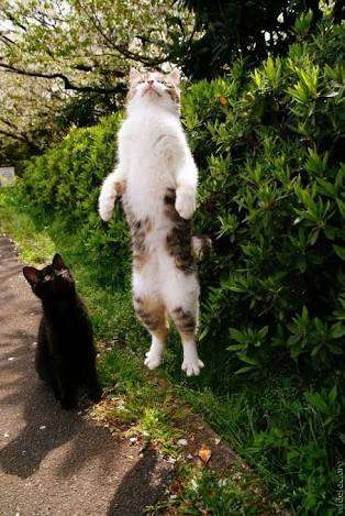 猫の可愛い画像下さい