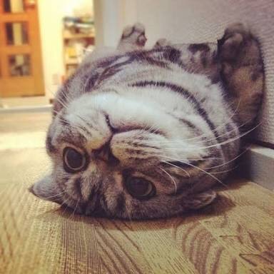 猫の可愛い画像下さい