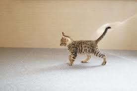 猫の可愛い画像下さい