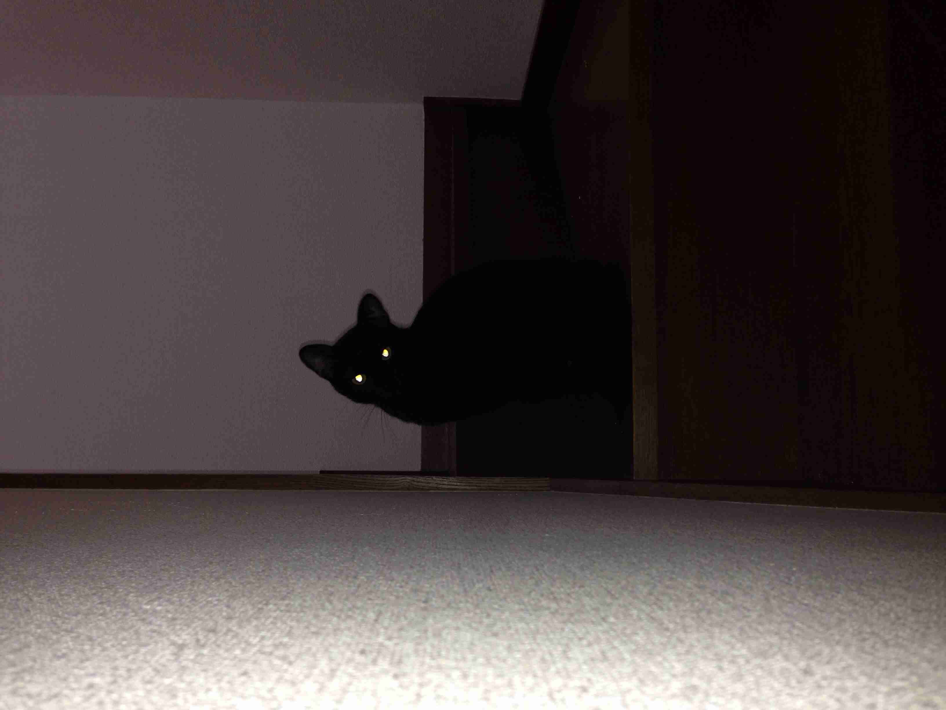 猫の可愛い画像下さい