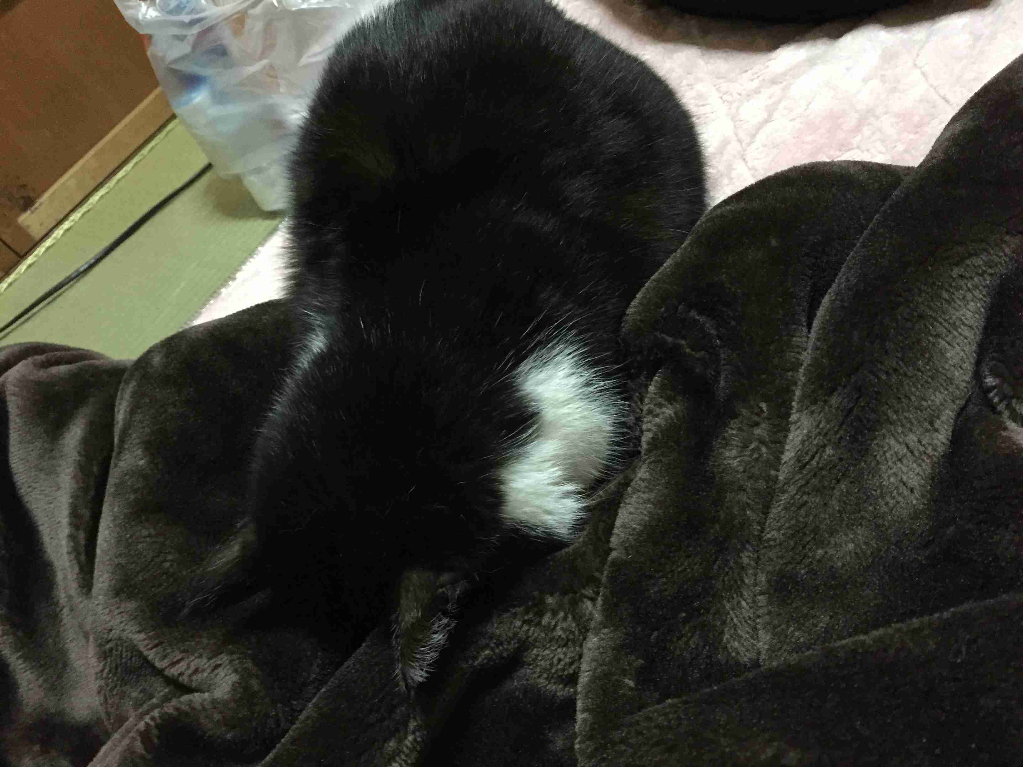 猫の可愛い画像下さい