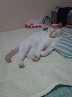 猫の可愛い画像下さい