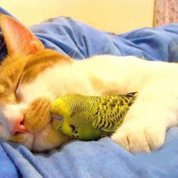 猫の可愛い画像下さい