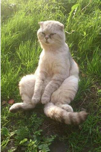 猫の可愛い画像下さい