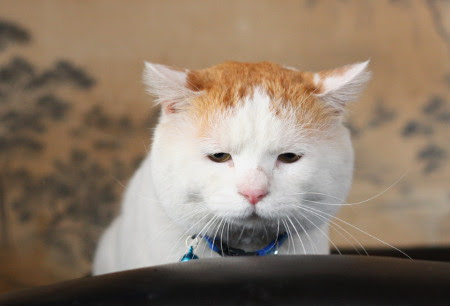 猫の可愛い画像下さい