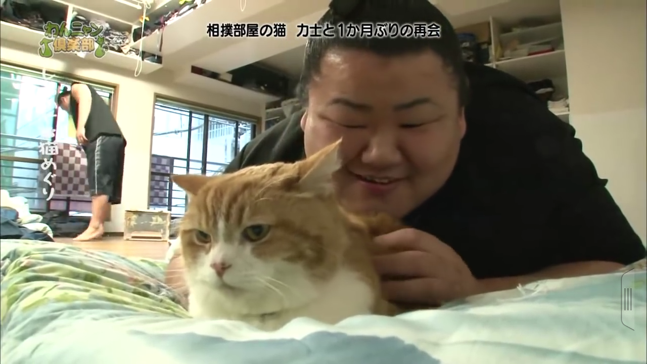 猫の可愛い画像下さい