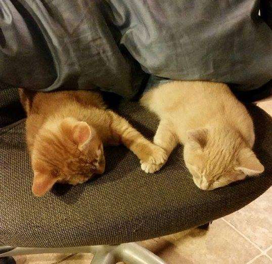 猫の可愛い画像下さい