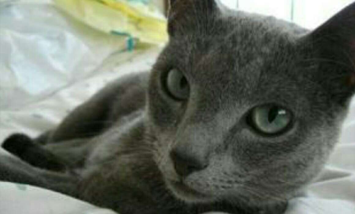 猫の可愛い画像下さい