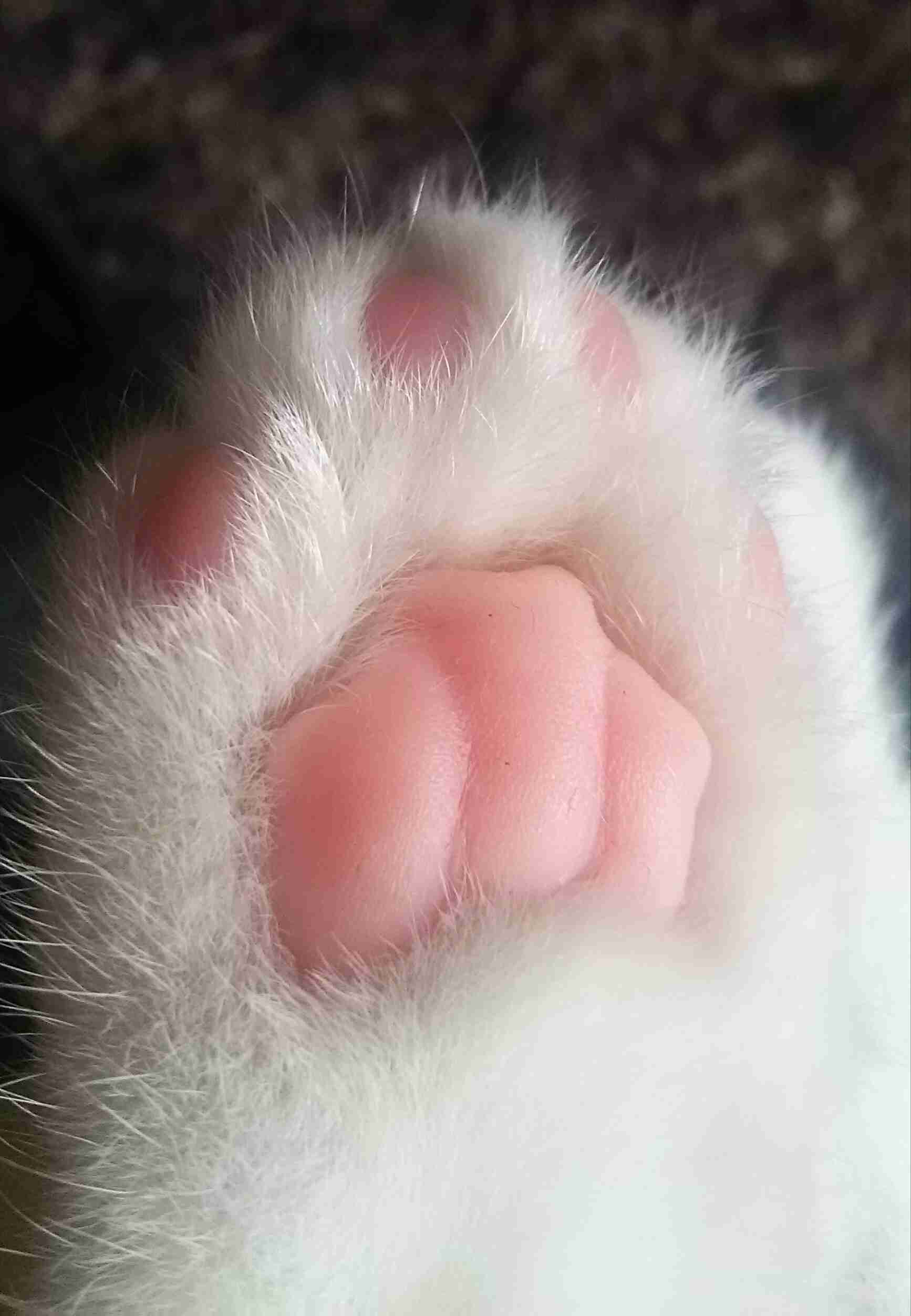 猫の可愛い画像下さい