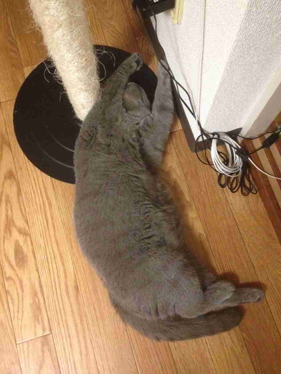 猫の可愛い画像下さい