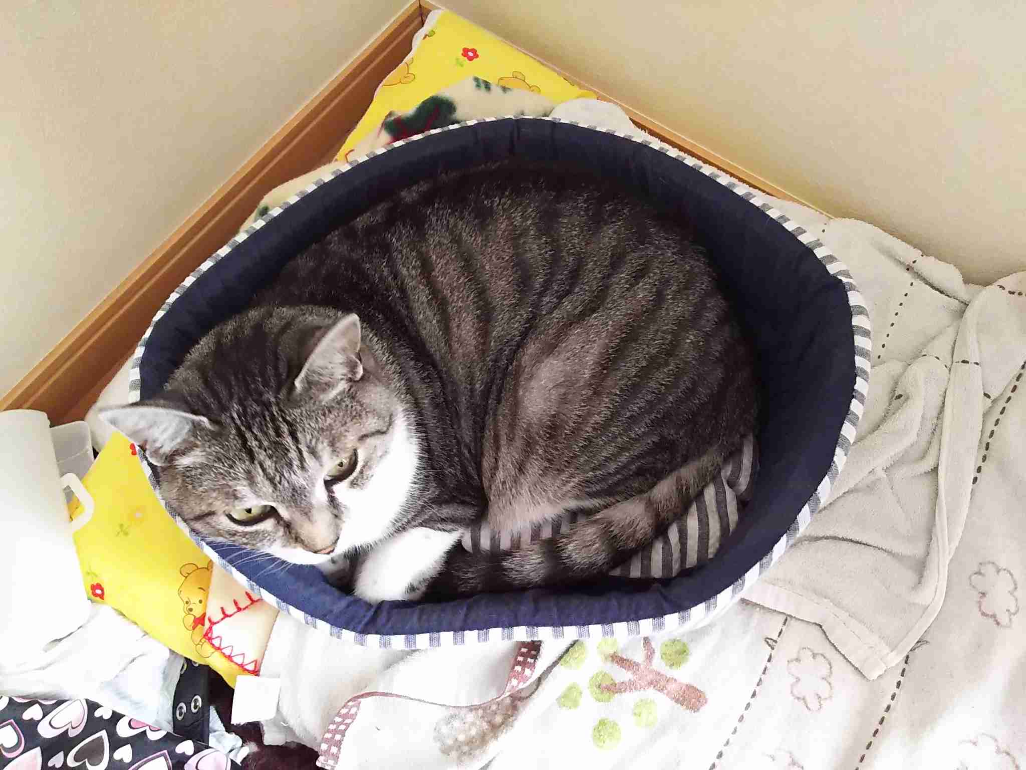 猫の可愛い画像下さい