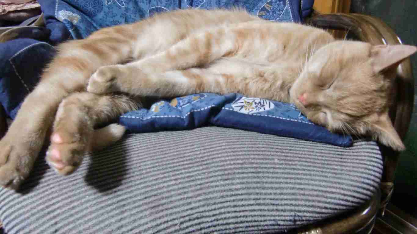 猫の可愛い画像下さい