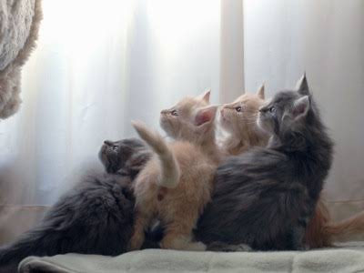 猫の可愛い画像下さい