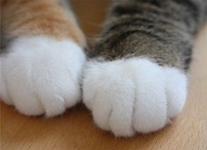 猫の可愛い画像下さい
