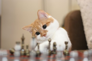 猫の可愛い画像下さい