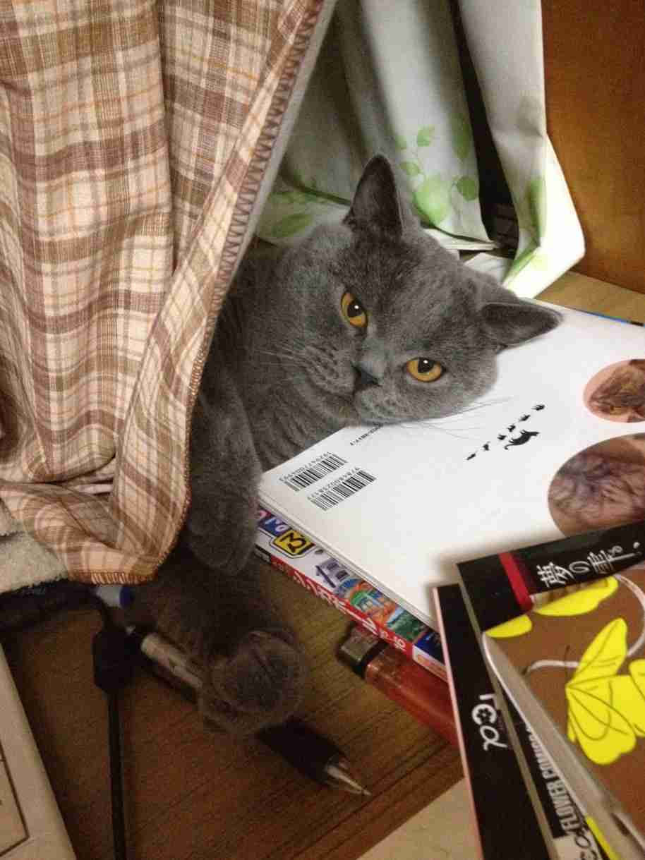 猫の可愛い画像下さい