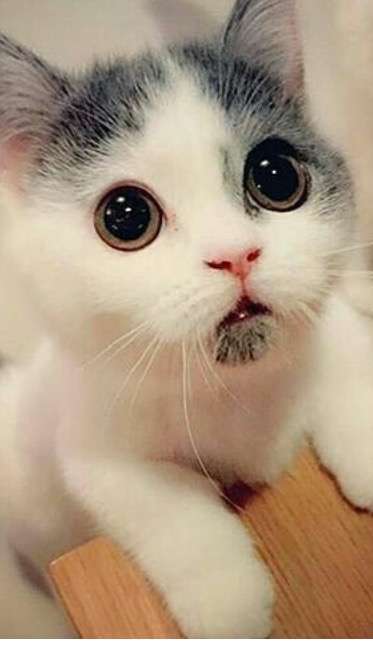猫の可愛い画像下さい