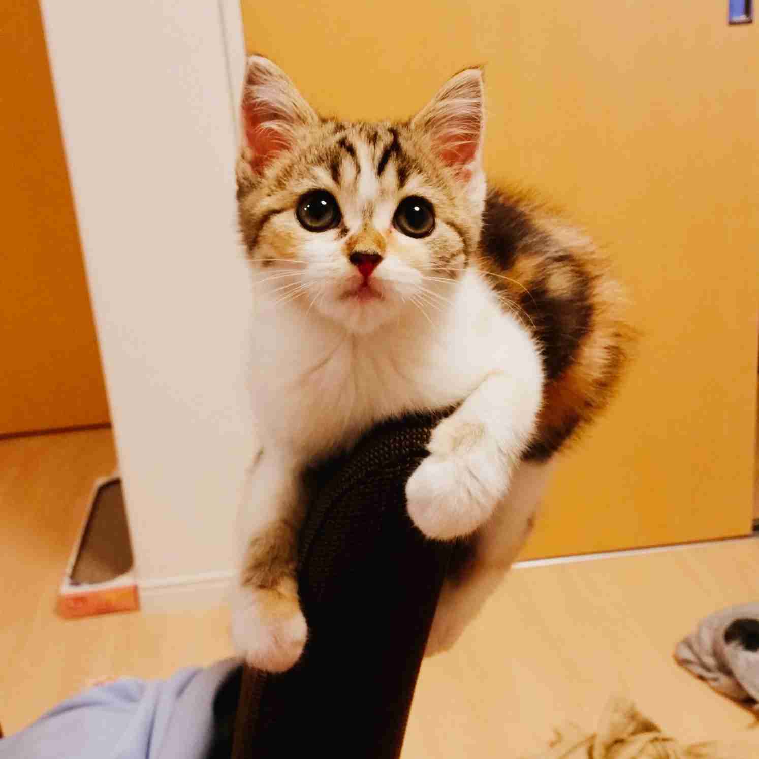 猫の可愛い画像下さい
