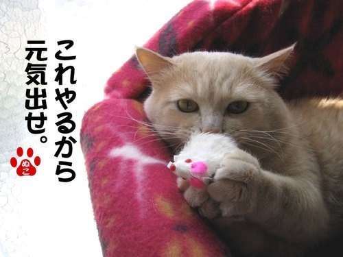 猫の可愛い画像下さい